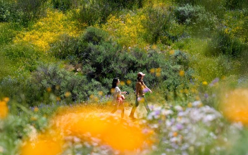 a couple of people walking through a field of flowers